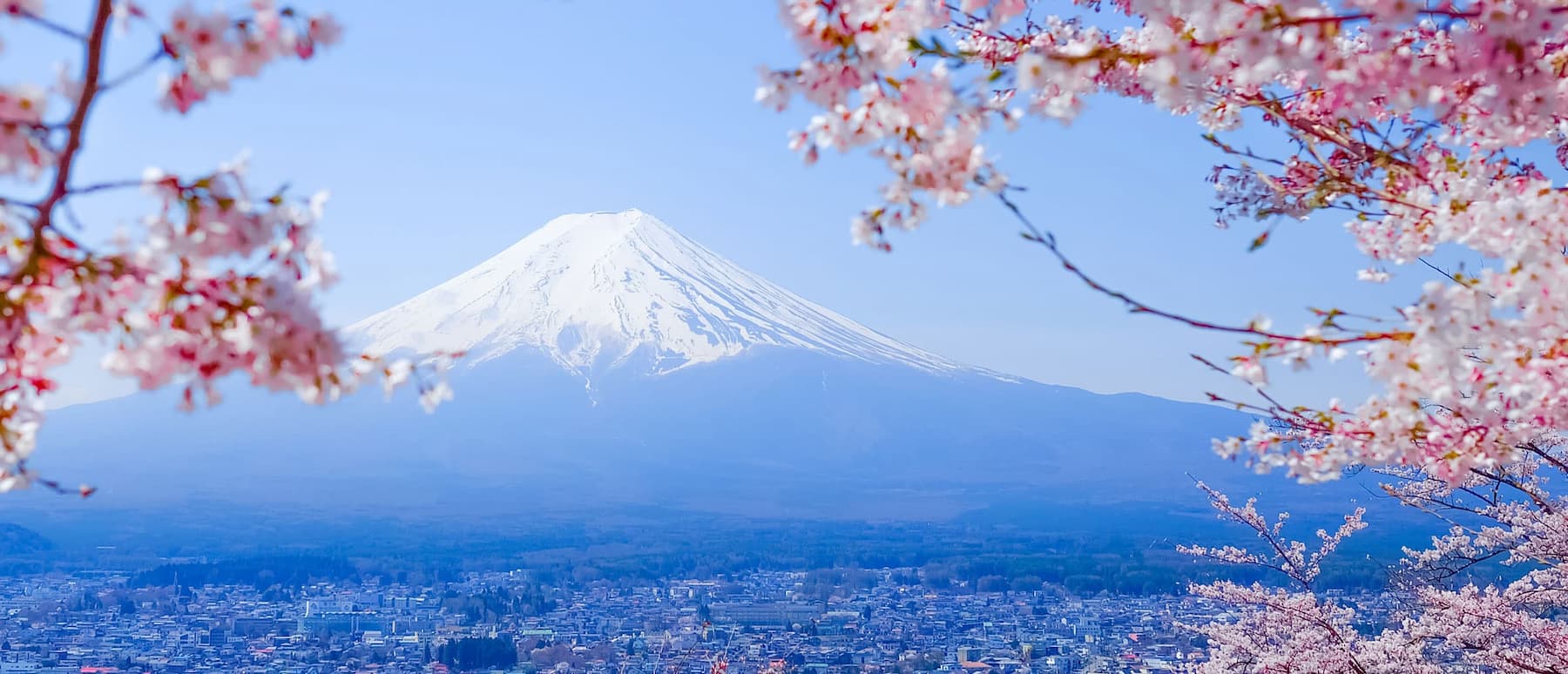 富士山と桜